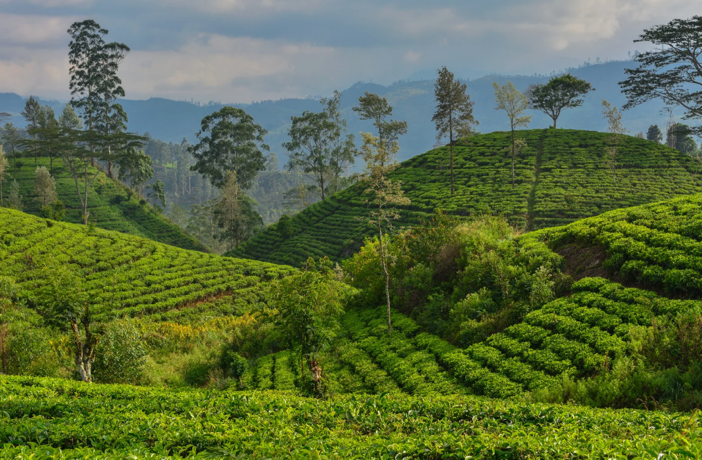 Sri Lanka oder Bali? Welches Reiseziel passt wirklich besser zu dir?