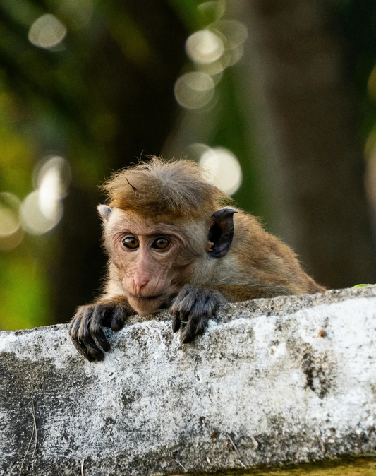 Warum Sri Lankas Tierwelt und Teeplantagen so faszinierend sind
