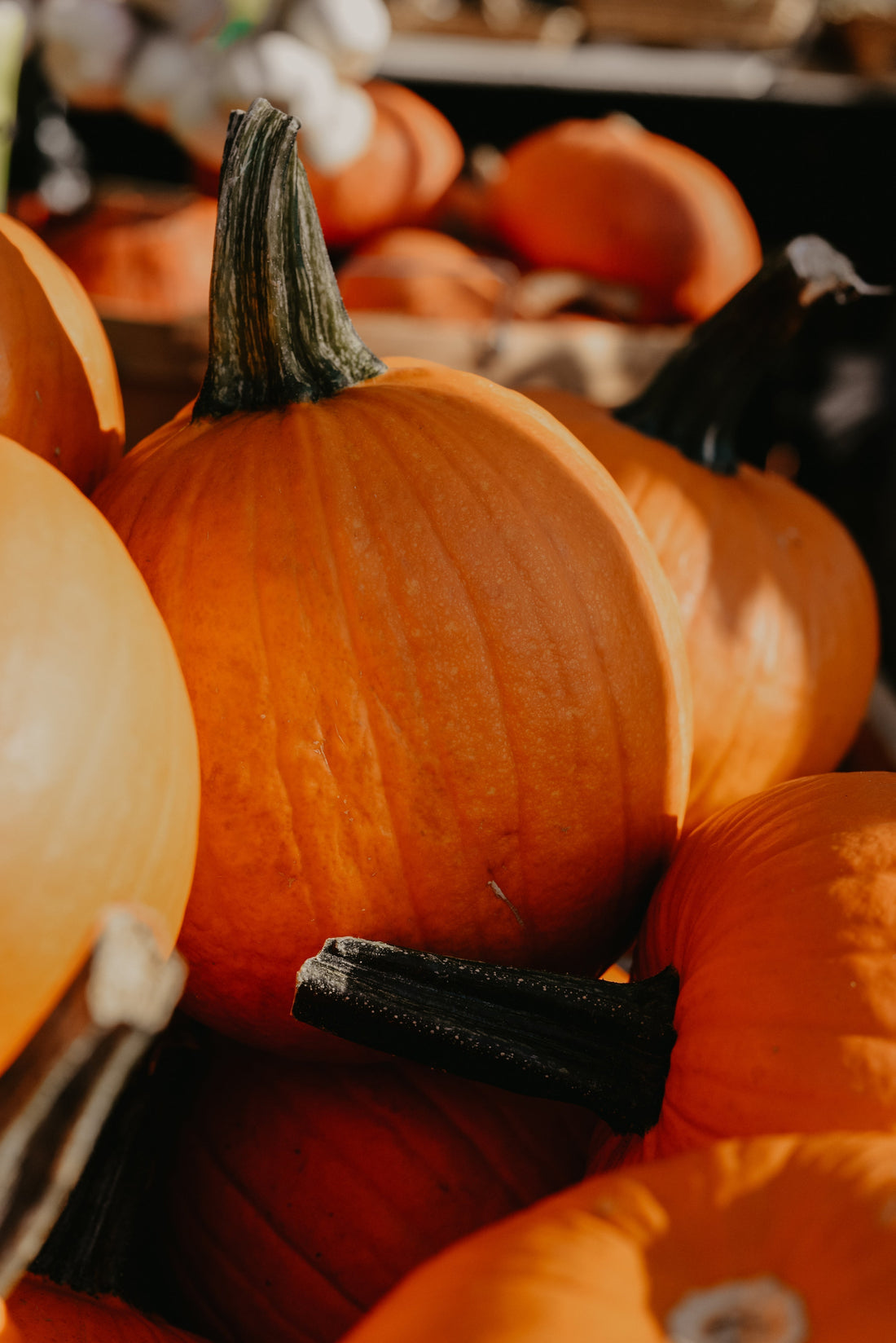 Herbstliche Food-Spots in Europa: Kürbis- und Apfelkuchen Liebe