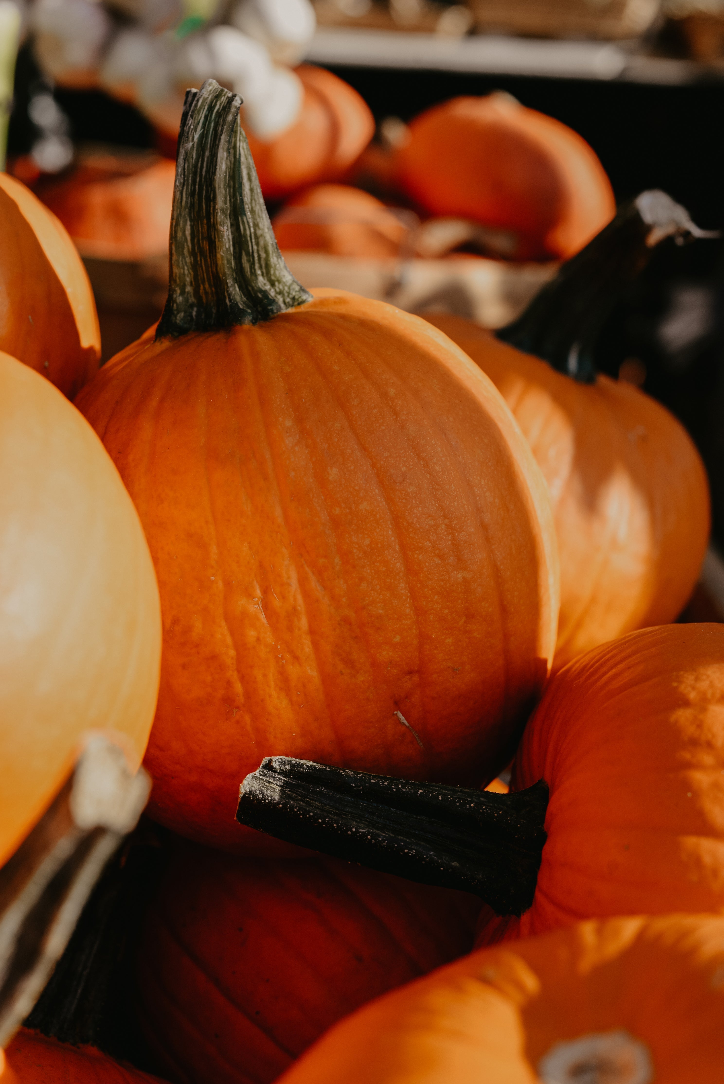 Herbstliche Food-Spots in Europa: Kürbis- und Apfelkuchen Liebe